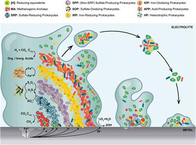 Frontiers | Microbiologically Influenced Corrosion: The Gap In The Field